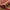Bahia Traditional Oriental Persian Red Rug 54500