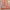 Malika Traditional Medallion Persian Floral Terracotta Rug PA-119