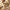 Casbah Traditional Oriental Medallion Persian Cream Rug 54942